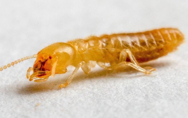 termite-crawling