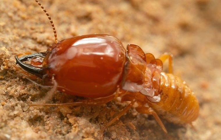 termite-in-chewed-wood