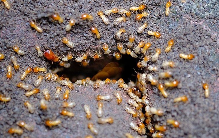 termite-infestation-in-a-home
