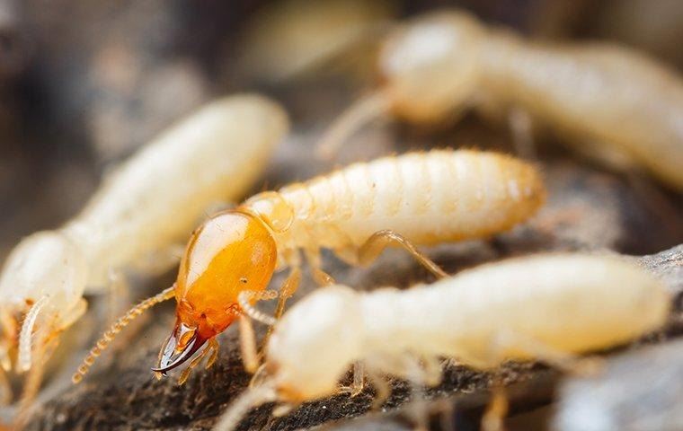 termite-infestation-on-wood