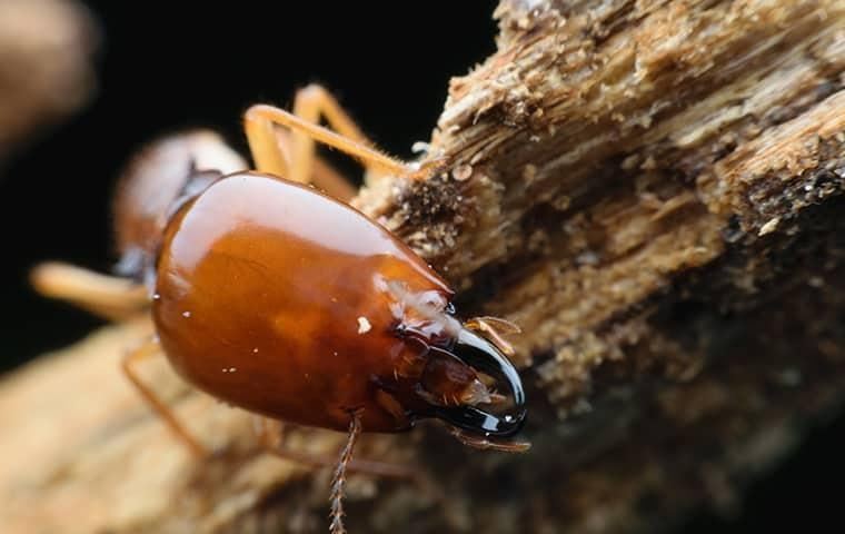 termite-on-wood