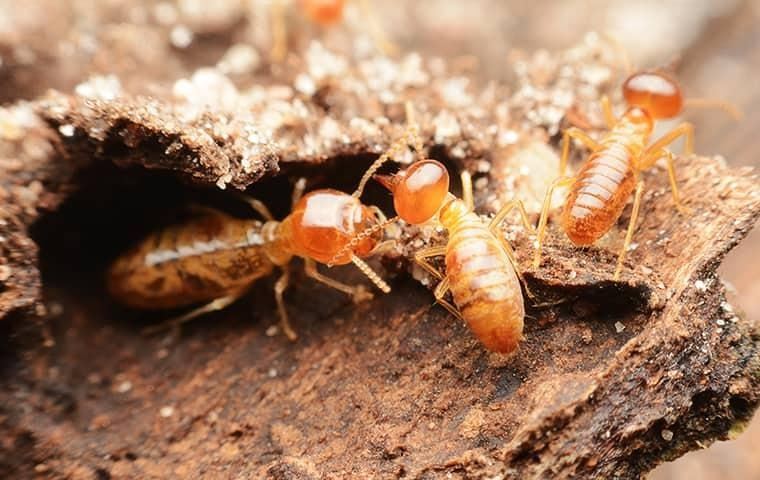 termite-prevention-in-tennessee