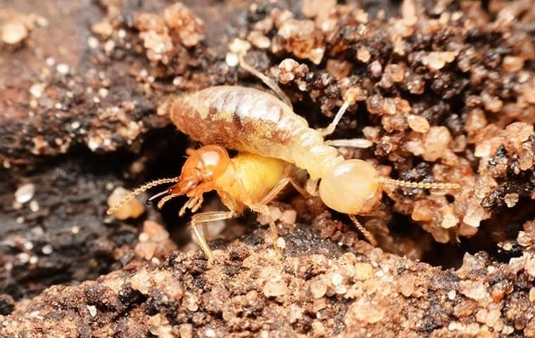 termites-an-in-depth-look