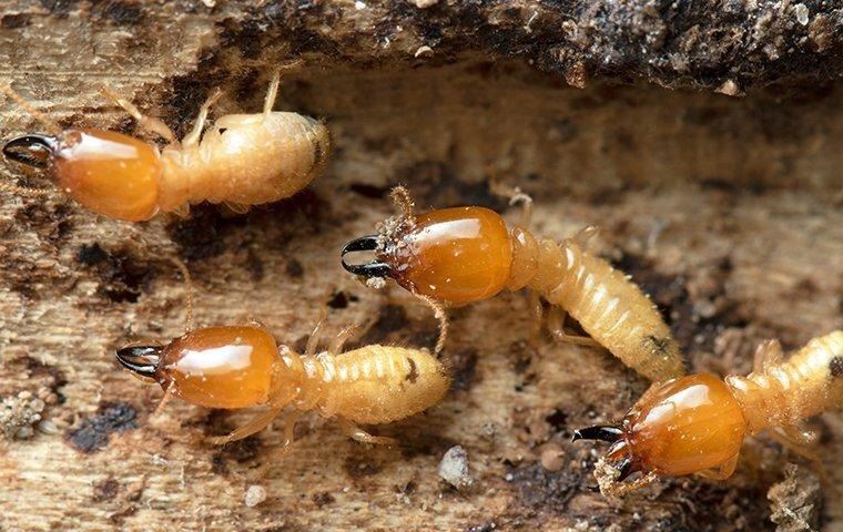 termites-chewing-tunnels
