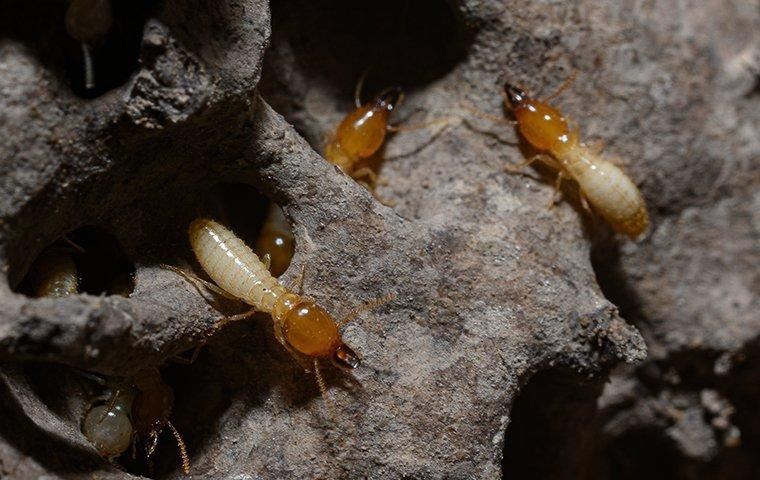 termites-crawling-in-wood-tunnel