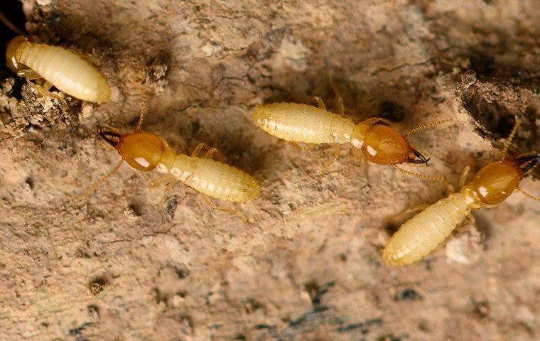 termites-in-hopewell-home