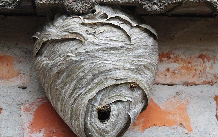wasp-nest-on-brick-wall