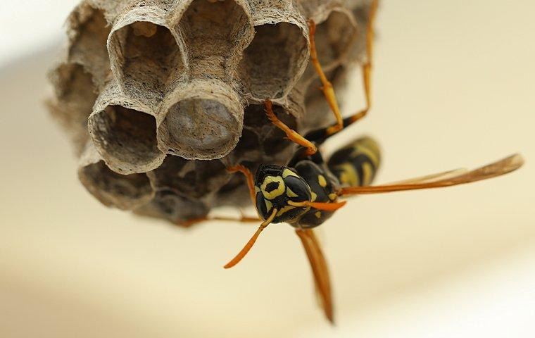 wasp-tending-nest