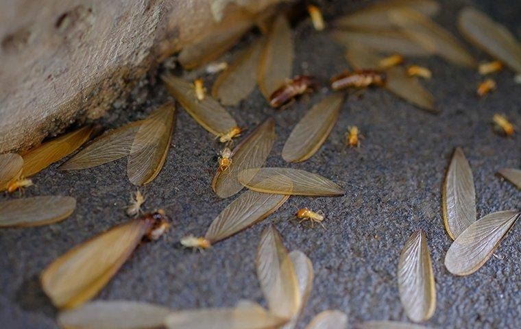 winged-termites-on-a-floor