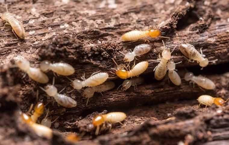 year-round-termite-defense
