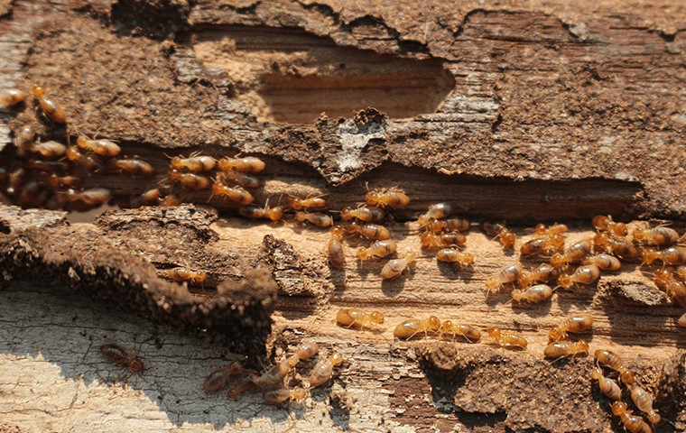 termites destroying wood