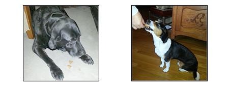 happy customers - two dogs receiving treats!